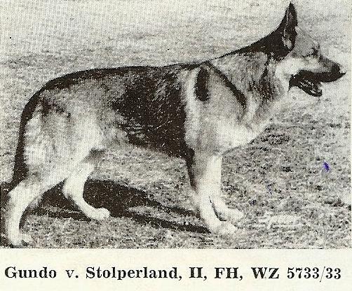 Gundo vom Stolper Land | German Shepherd Dog 