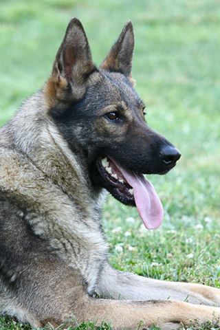 Zelda Von Vineyard Haus | German Shepherd Dog 