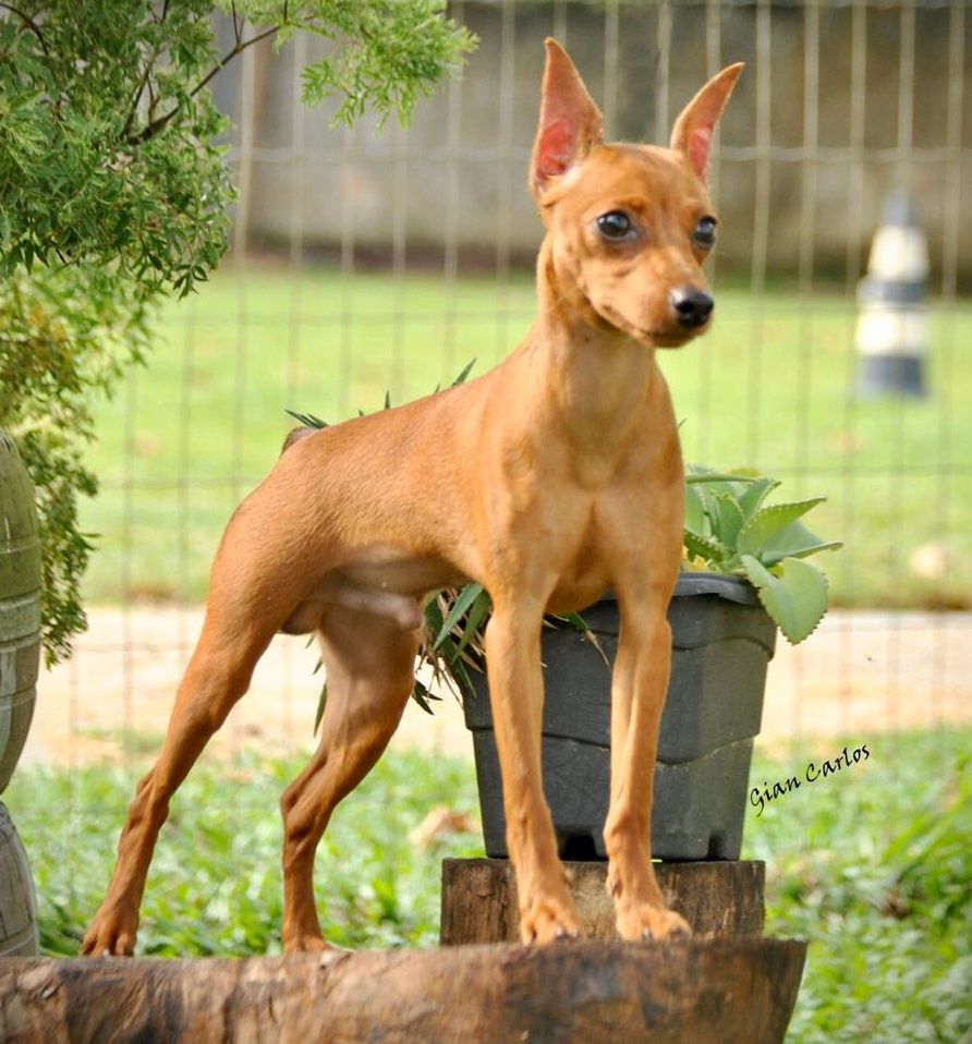 Duque PM do Mundurucânia | Miniature Pinscher 