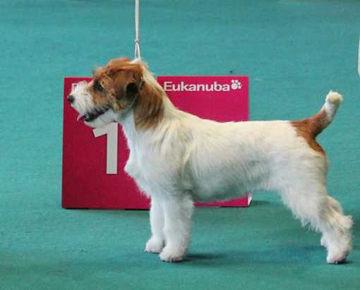 Knotteliten's Norwegian Vybz | Jack Russell Terrier 