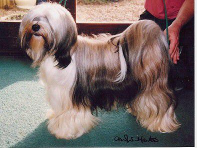 MIKUDI METAL MICKEY | Tibetan Terrier 