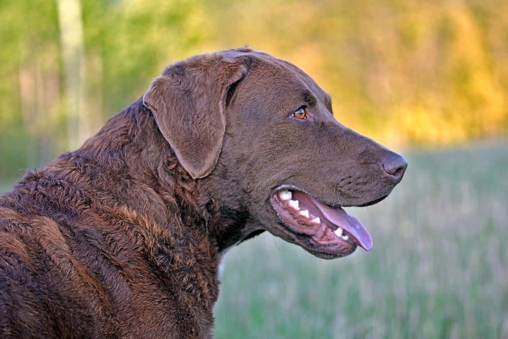Chesapeake Bay Retriever