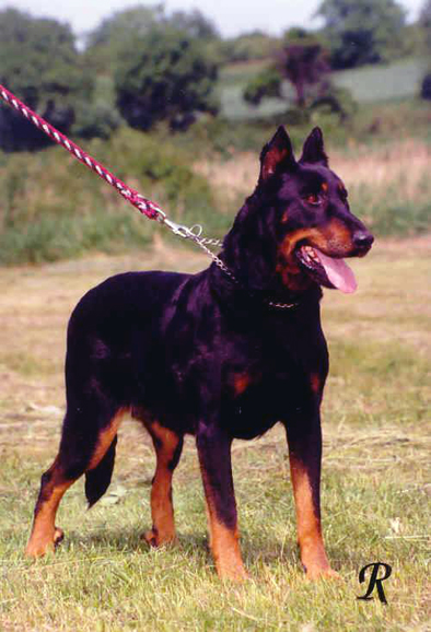 Arka Flandersky lev | Beauceron 