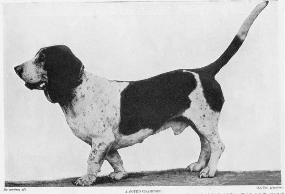 Walhampton Linguist | Basset Hound 