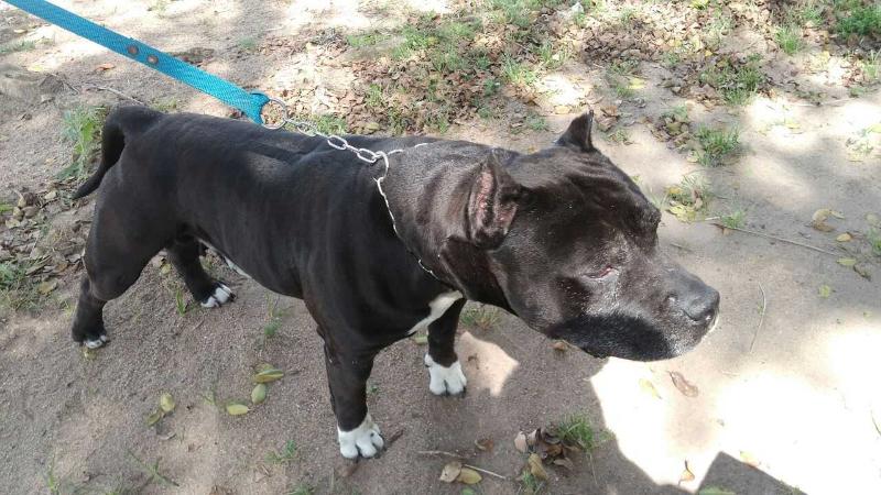 Fighter Dob's Vorf | American Staffordshire Terrier 