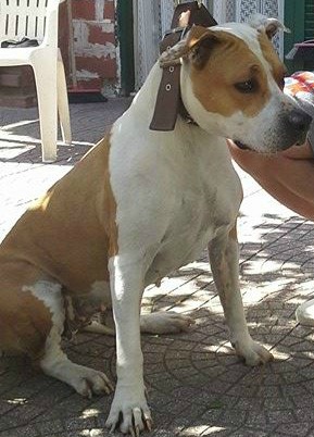 Chariot of glory of bazo-Town | American Staffordshire Terrier 
