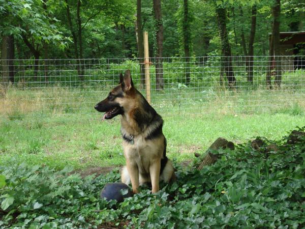Mindi Von Dozermoor | German Shepherd Dog 