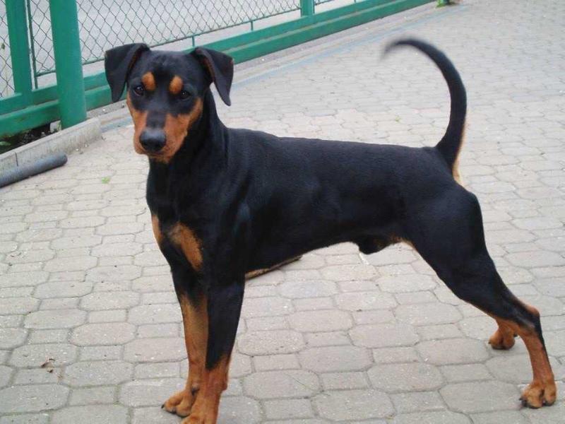 Iron drym's legacy king black | German Pinscher 