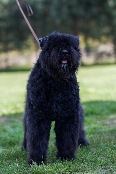 Glenmiller`s BLUE JAY - BOO BOO | Bouvier des Flandres 