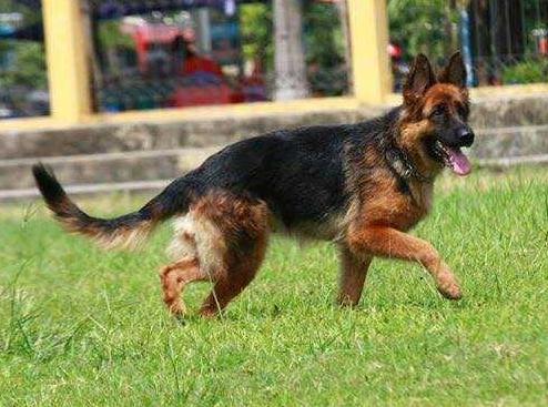 Agare Vom Manh Hao | German Shepherd Dog 