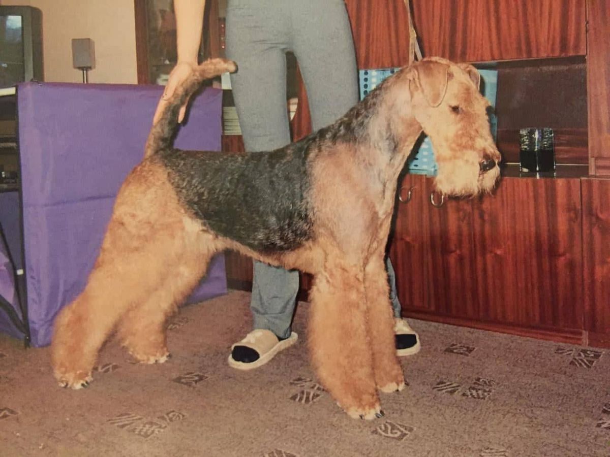 Moden Taip Sharlice | Airedale Terrier 