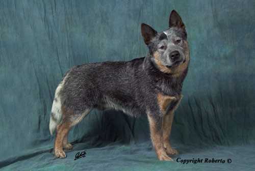 HEELERSRIDGE EMUBLU KING | Australian Cattle Dog 