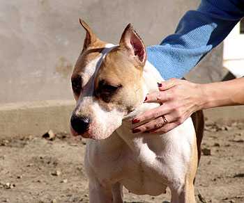 Chebens Tebel Elizabet Arden | American Staffordshire Terrier 