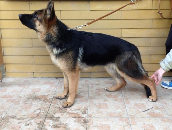 Gerdi vom Königsgarten | German Shepherd Dog 