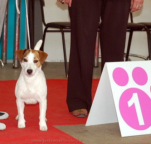 Rioja de Barba Negra | Jack Russell Terrier 