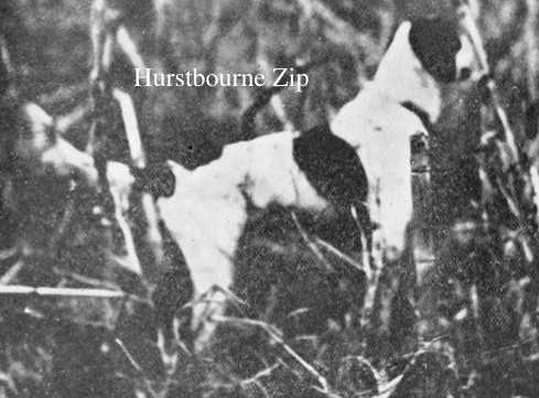 Hurstbourne Zip | Pointer 