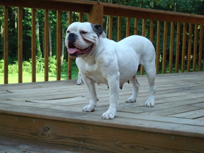 Blue River's Sadie | Olde English Bulldogge 