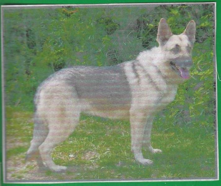 Wolf's Hi-Ho Silver Bandit | German Shepherd Dog 