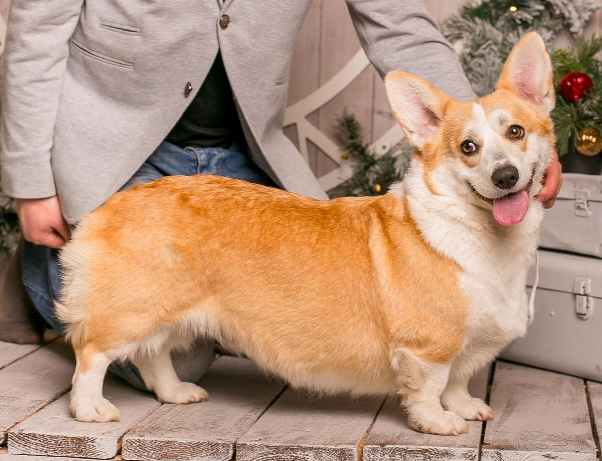 Laif Spring Zara Pristess Of Faer | Pembroke Welsh Corgi 
