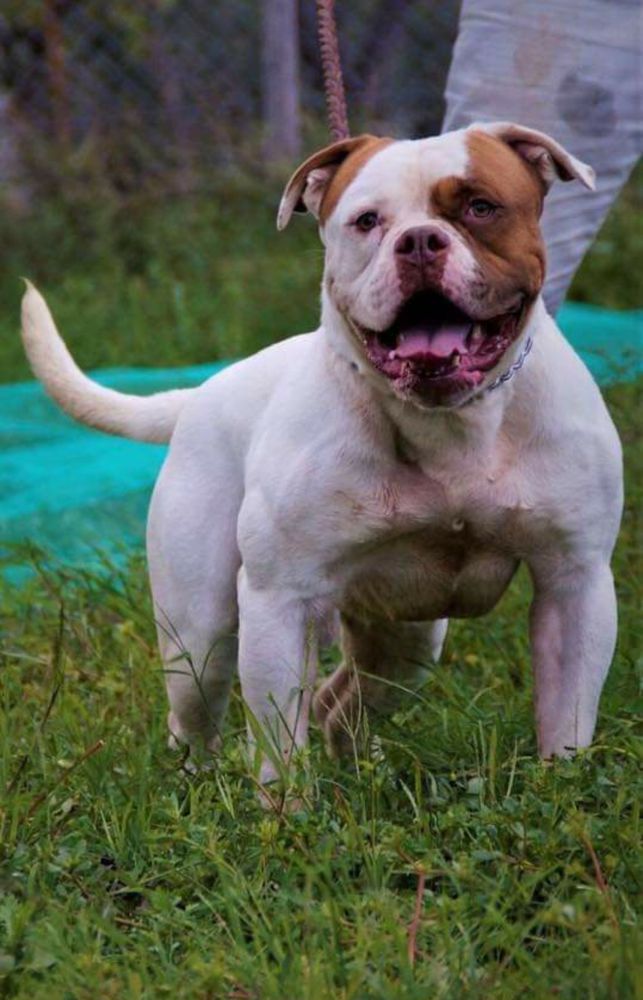 Tyson di ABKC's | American Bulldog 