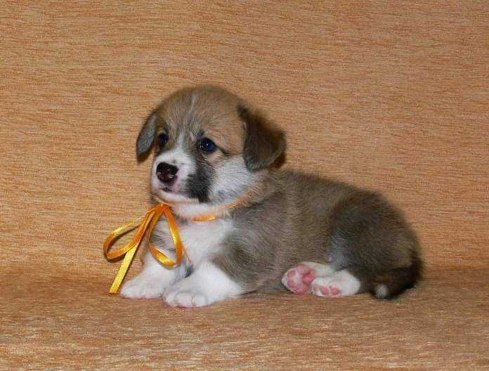 Oberlauf Royal Flash | Pembroke Welsh Corgi 