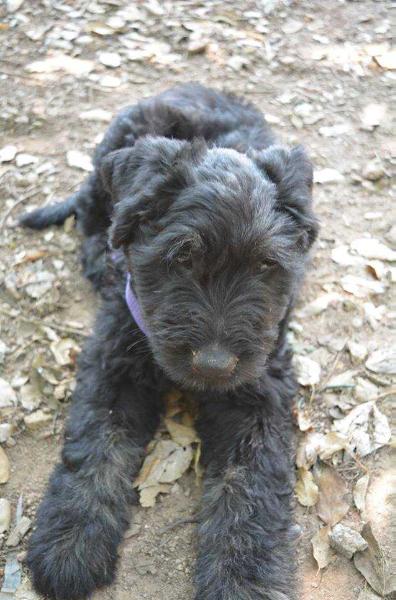 RAZBOY v d CAUSIDICUS | Bouvier des Flandres 