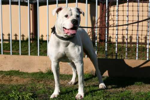 POTTERS SAMO | American Bulldog 