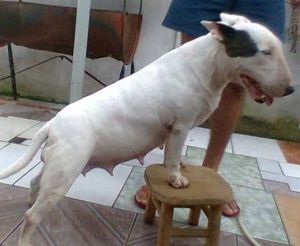 Xama da tribo do bull | Bull Terrier 