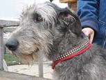 Anthony Roan Inish | Irish Wolfhound 