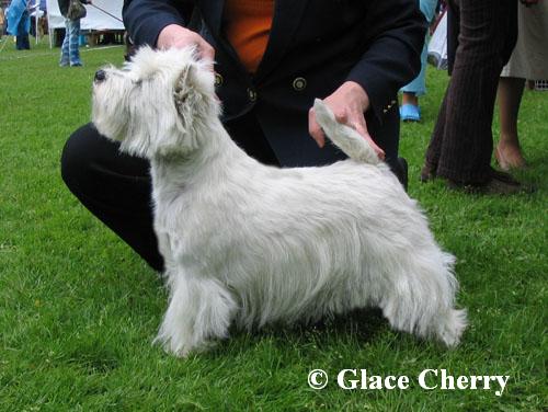 Glace Cherry Know-How | West Highland White Terrier 