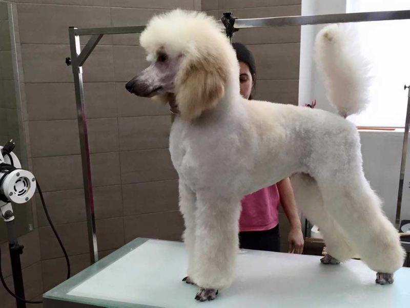 Vespertine Maneras De Vivir | Poodle 