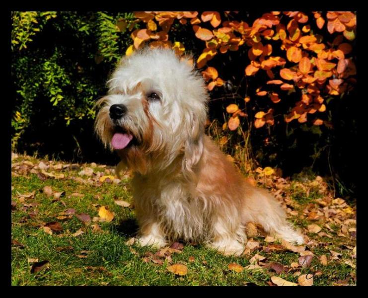 Felicitas di Luna Caprese | Dandie Dinmont Terrier 