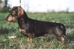 Kerolain Ydgel Wunderkind | Dachshund 