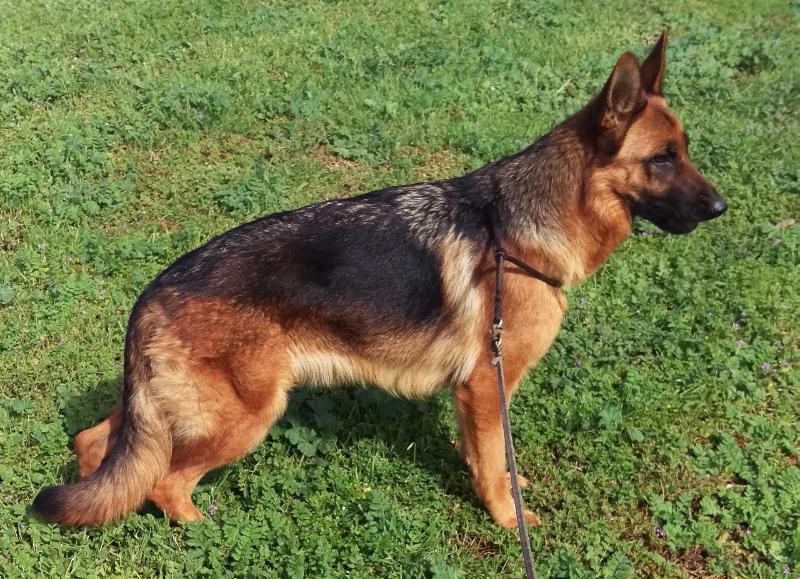 Lewisland Kira | German Shepherd Dog 