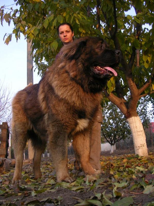 Vanya De Brailita | Caucasian Mountain Dog 