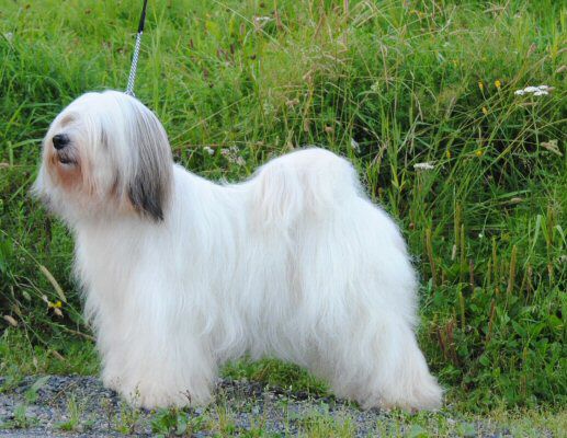 ROGELL'S KA-MHO-MILLE | Tibetan Terrier 