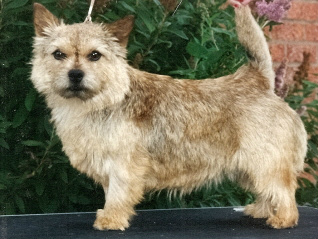 Zondas Flaming Star | Norwich Terrier 