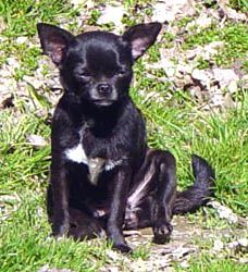 THAIS DE L'ANCIENNE FERME | Chihuahua 