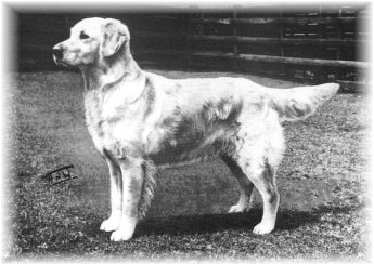 Whamstead Emerald | Golden Retriever 