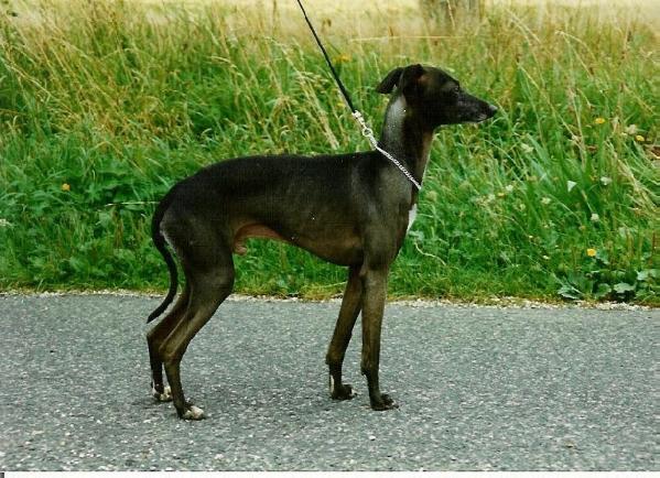 Honoris Causa Des Trois Pyramides | Italian Greyhound 