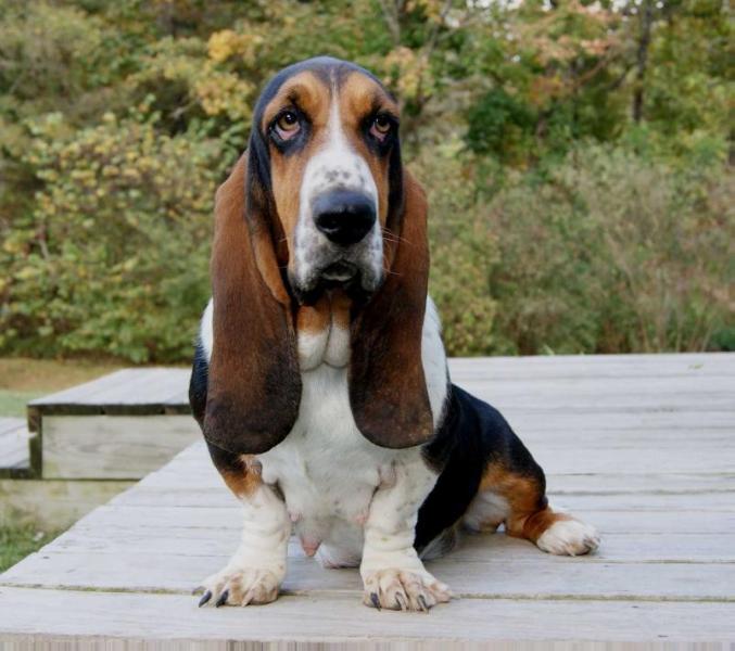 Stonewall Maudie | Basset Hound 