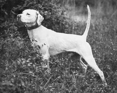 MILLER'S CHIEF | Pointer 