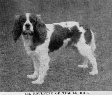 Roulette of Templehill | Cavalier King Charles Spaniel 