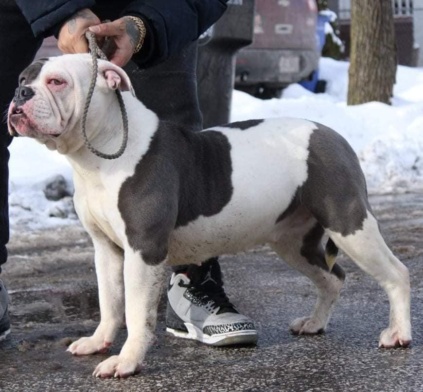 Black Country's Lady Luck of CFK | Olde English Bulldogge 