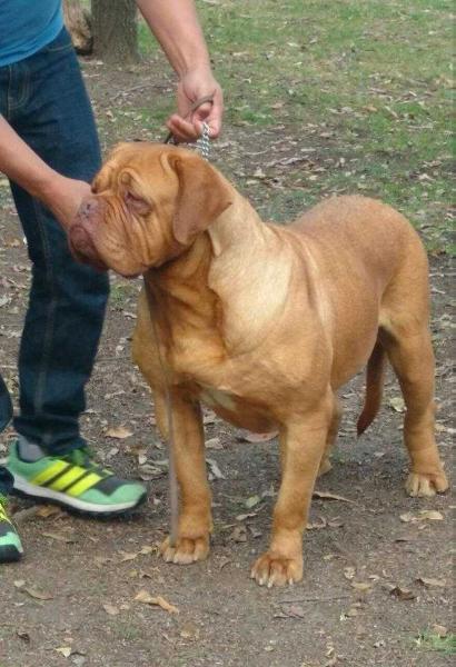 BERSHKA DEL MARQUEZ Y MIRMIDONES | Dogue de Bordeaux 