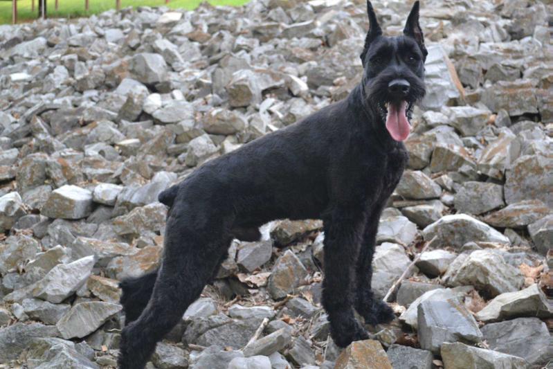 Yanis Von Prufenpuden | Giant Schnauzer 