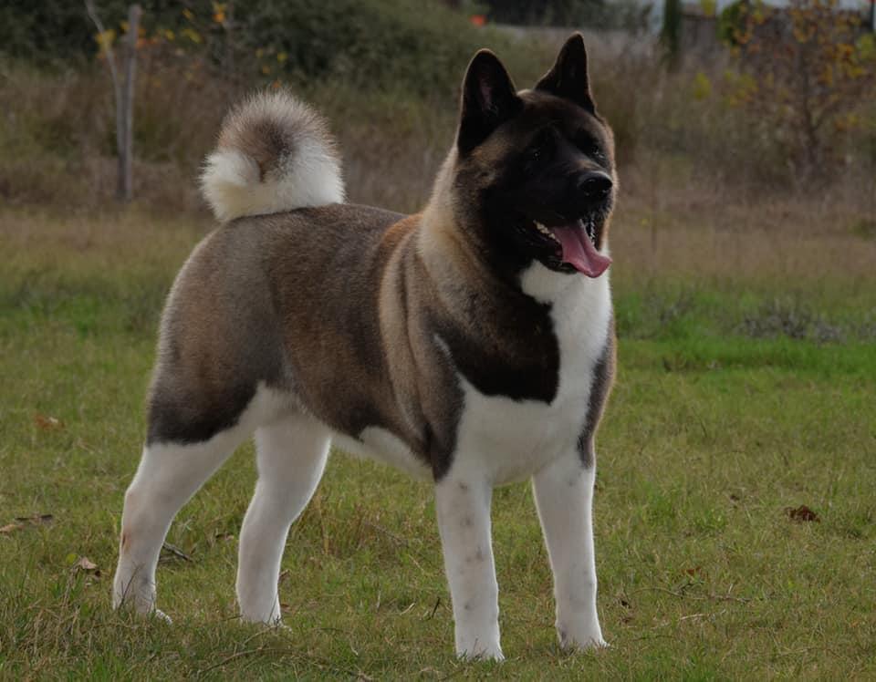 Ready Made Girl De Wolfmont | Akita 