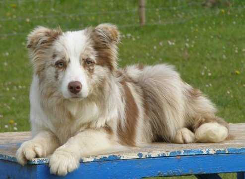 Yo soy esa at Real Pearl | Border Collie 