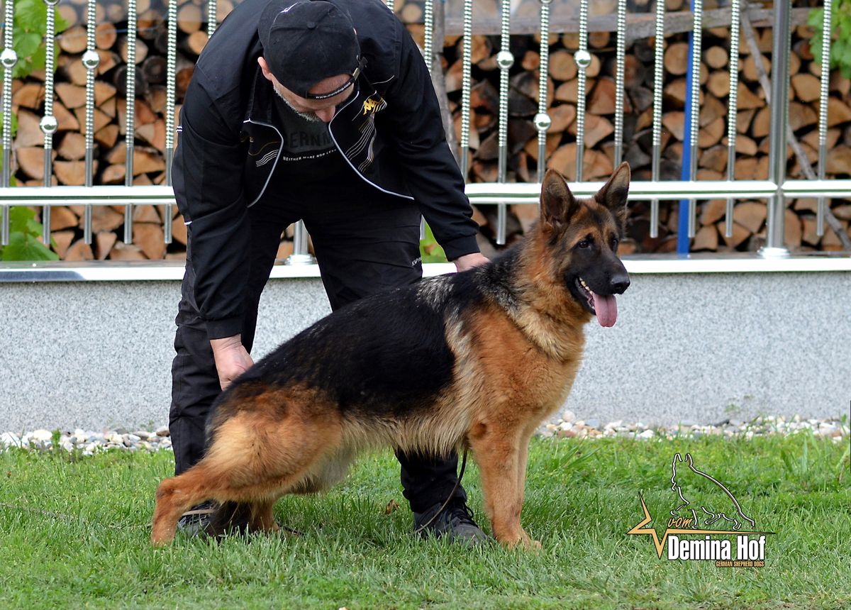 Israel vom Demina Hof | German Shepherd Dog 