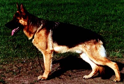 Olympius von Arminius | German Shepherd Dog 